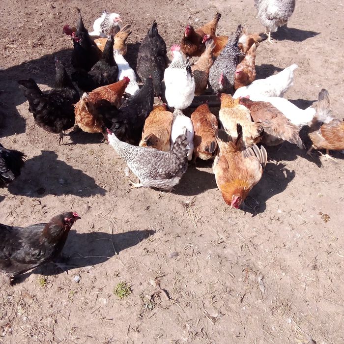 Продам яйца для разведения