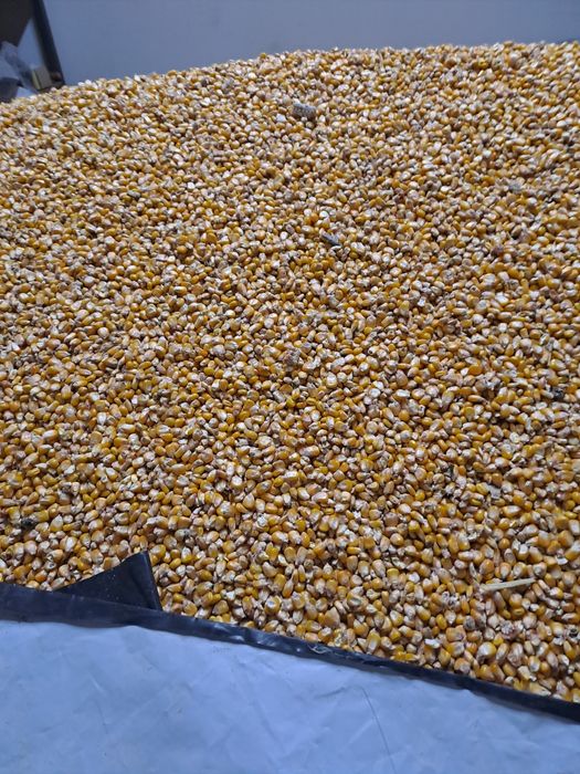 De vanzare porumb 0.80 bani