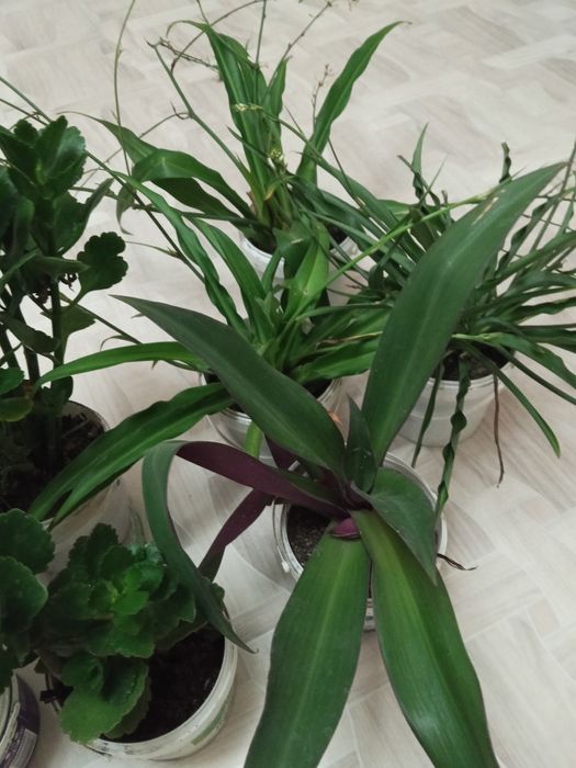 Продаю комнатные цветы