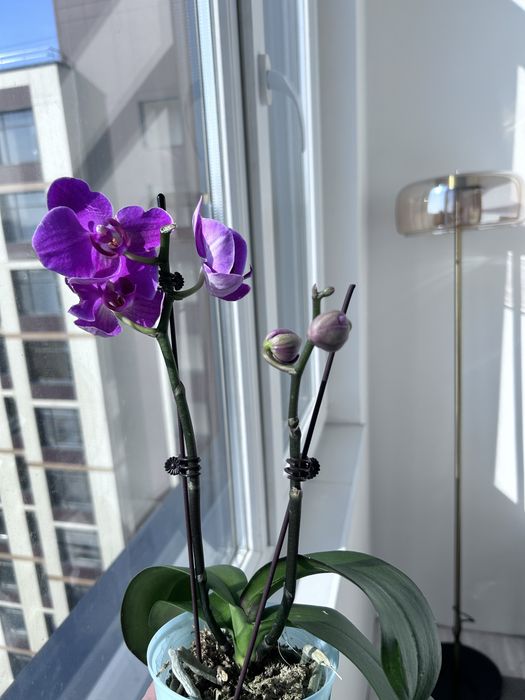 Продам фаленопсис орхидея