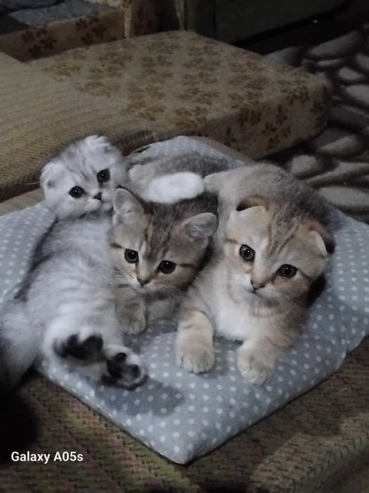 Продаются шотланские котята