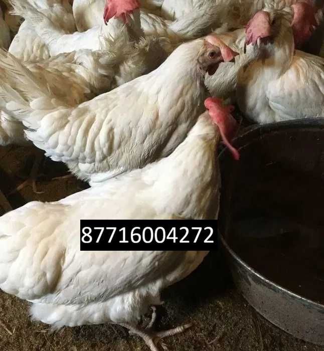 Кремовые Куры несушки