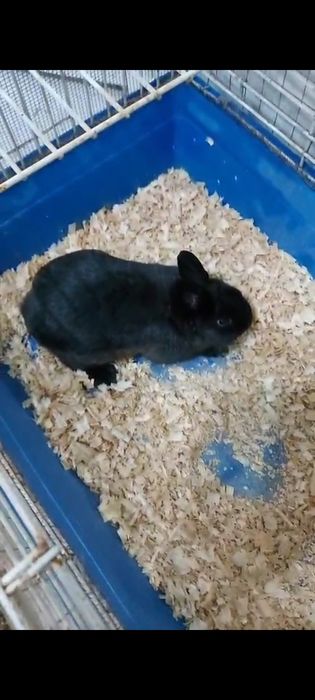 Кролик декоративный черный