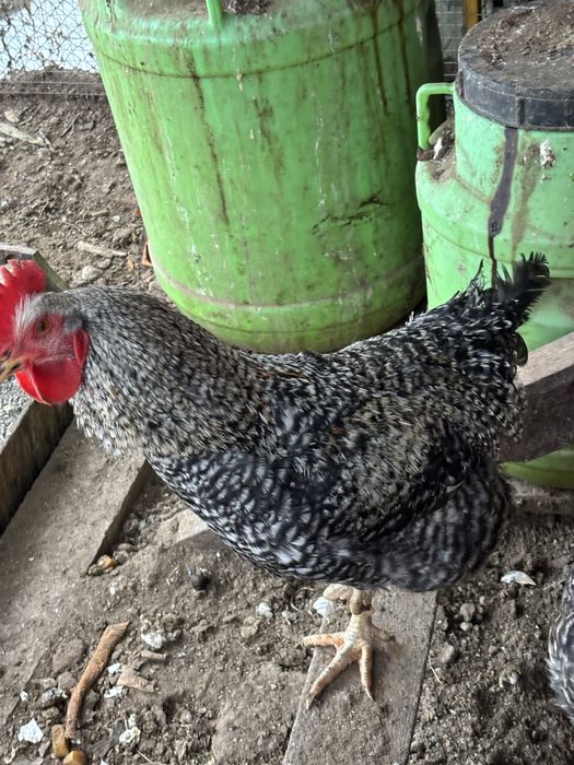 Петух породы Доминант