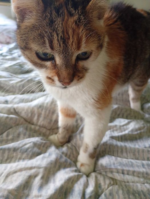 Бездомна Котка която търси дом