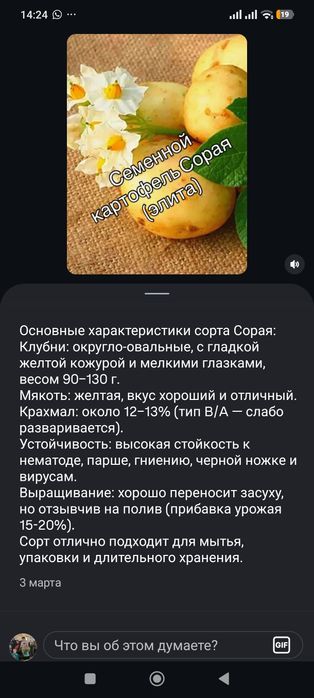 Посадочный картофель элитного сорта Сорая.
