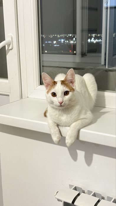 отдам кошку бесплатно