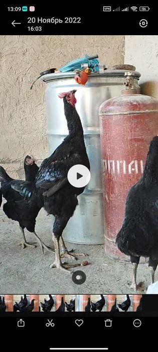 Plyajdagi kokrak porno fotosurat