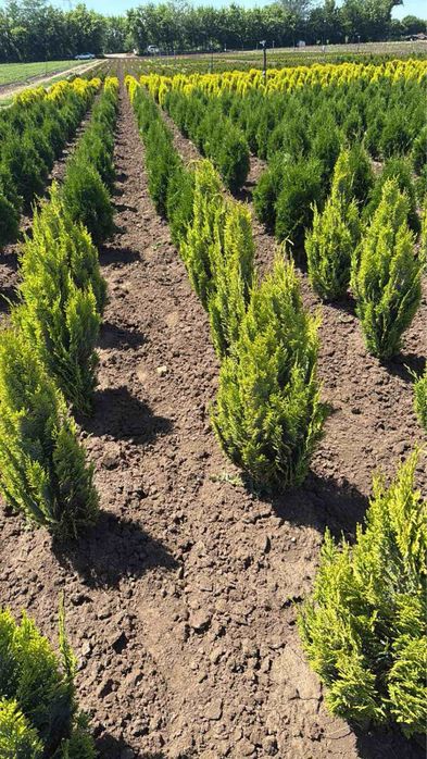 Фотиния,спирали и туй!