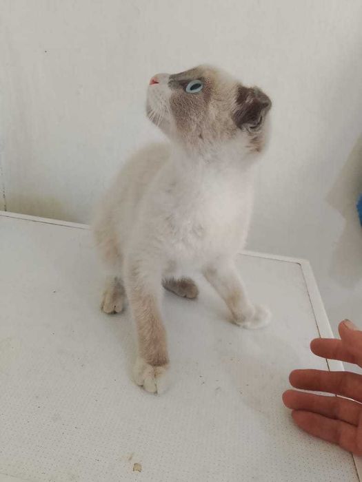 Отдам котенка мальчик 4 месяца