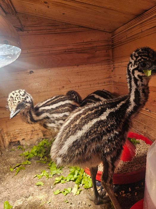 Ему - 4 бебетата и две големи