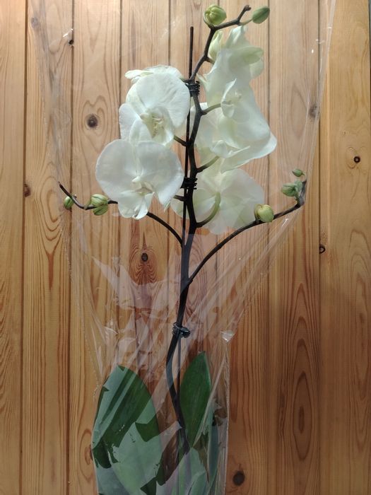 Орхидея! Орхидея!