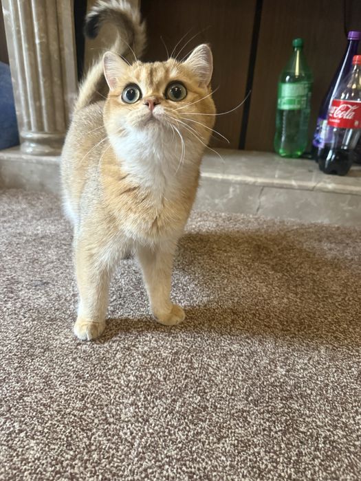 Британская золотая шиншилла