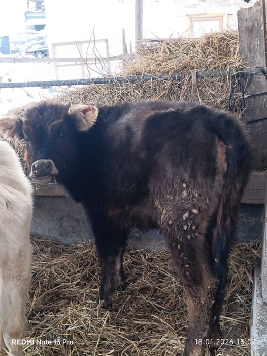 Бузаулар сатылады