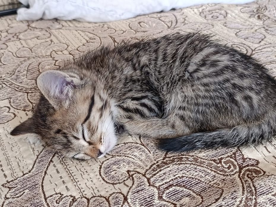 Котёнок в ласковые,добрые руки
