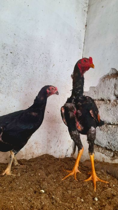 Porno multfilmlar tomosha qilish