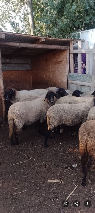Oi si berbecuț de vanzare