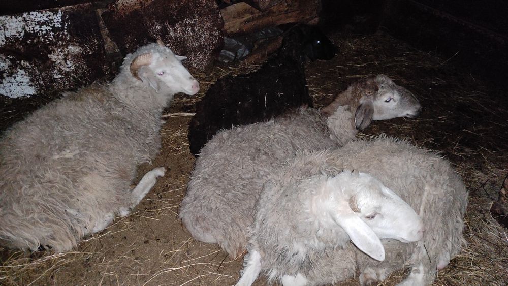 Продам баранов с откорма.