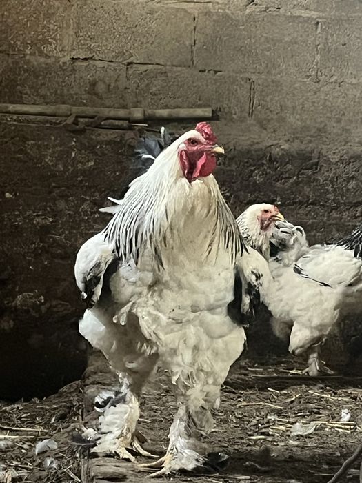 Брама қораз сатылады