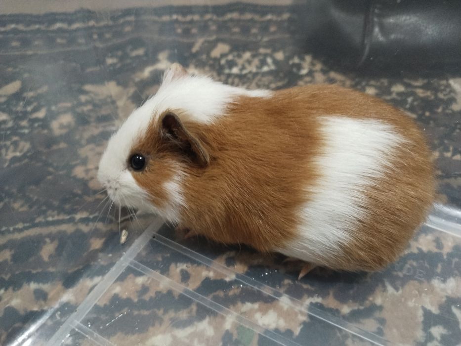 Морские свинки добродушный животные.