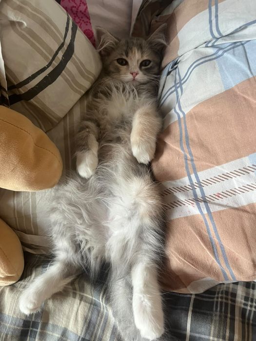 Отдадим котенка бесплатно