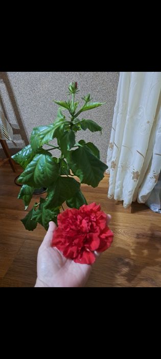 Гибискус или китайская роза