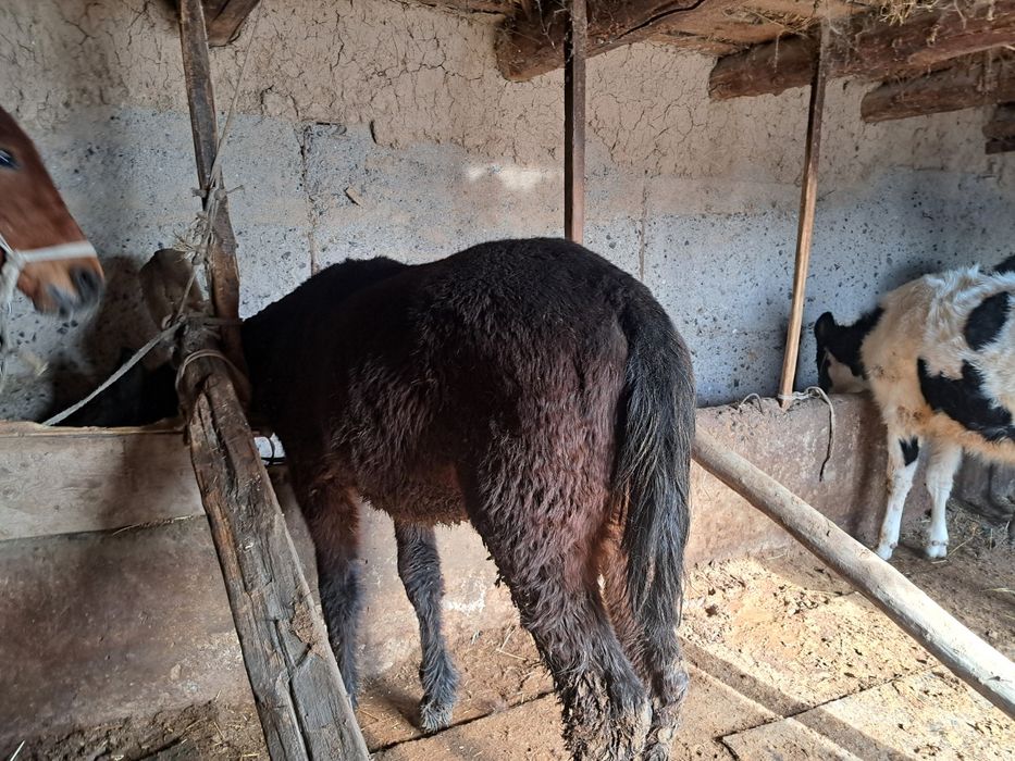 Тай сатылады продасы жаксы мынгы