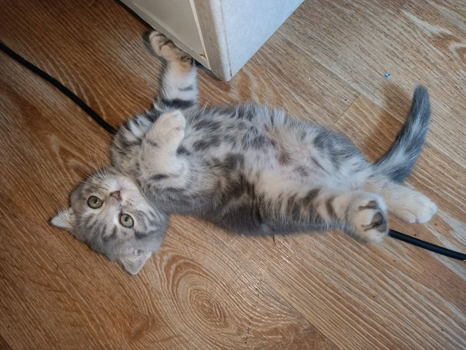Продам вислоухого котёнка