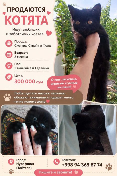 Котята скотишстрайт