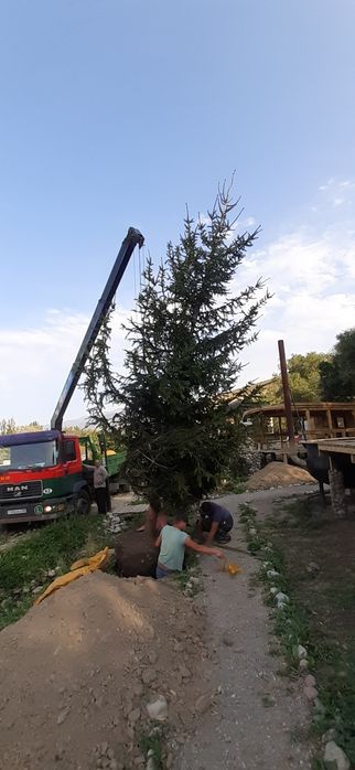 Елки, Сосна, Туи.