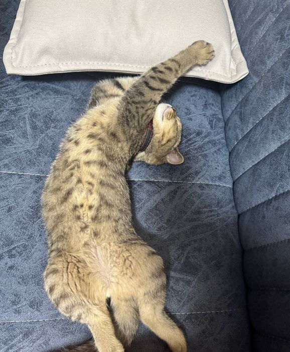 Хороший котёнок.