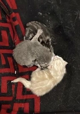 Кот для вязки на вашей территории