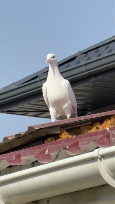 Голуби. Белая Иран голубка