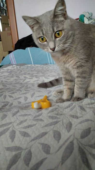 Кошечка в добрые руки