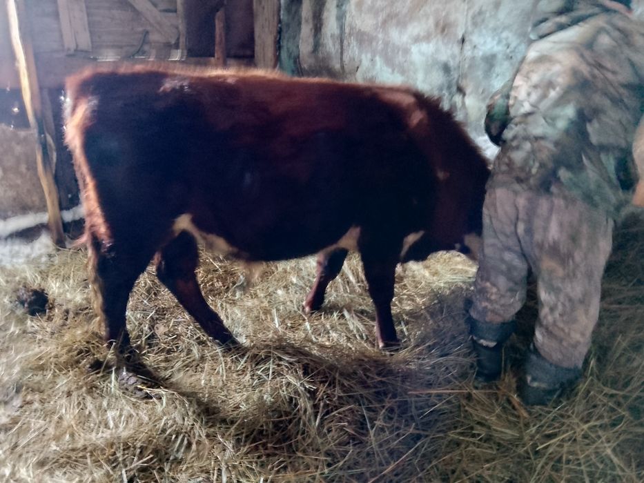 Продаётся  двухгодовалый бык