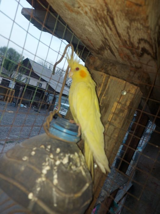 Папугай Карелла 2шт