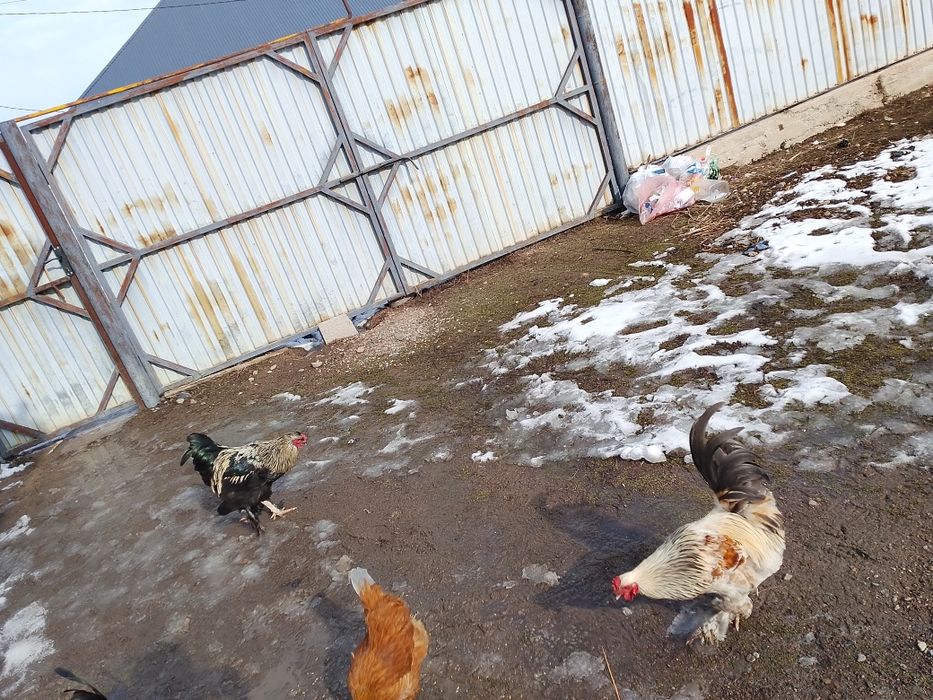 Кораздар  и Петухи