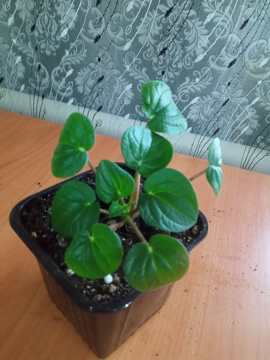 Пеперомия Строманта