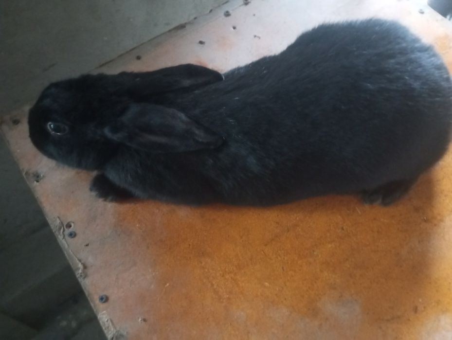 Quyonlar sotiladi damashni quyonlar yeb ichishiga javob arzon beramiz