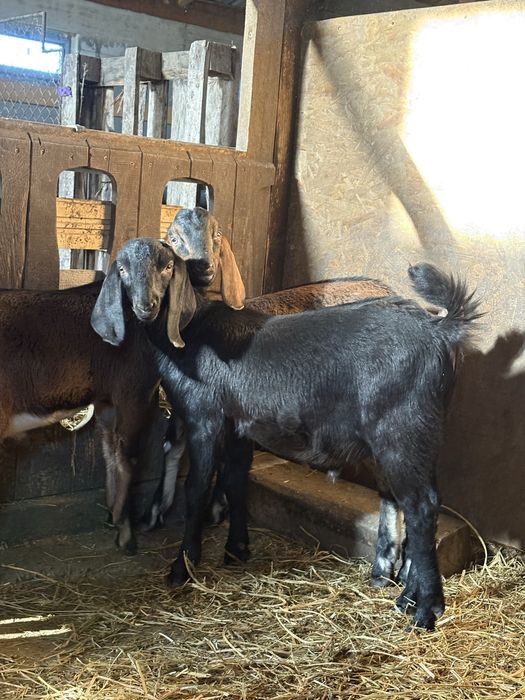 Țap AngloNubian disponibil