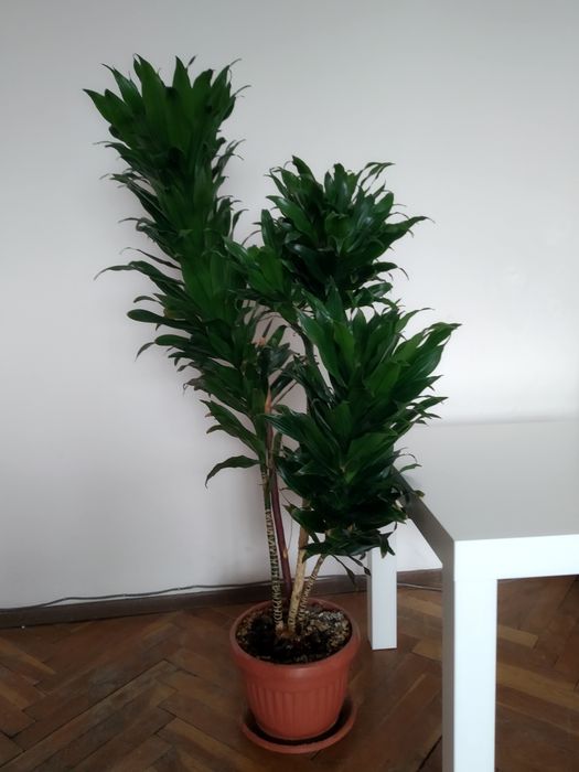 ДРАЦЕНА палма.     .