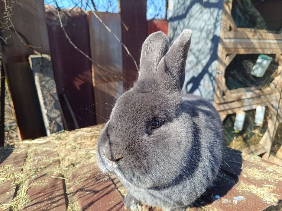 Vienez Albastru mascul