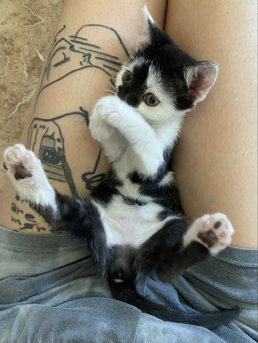 котёнок (кот / он) бесплатно