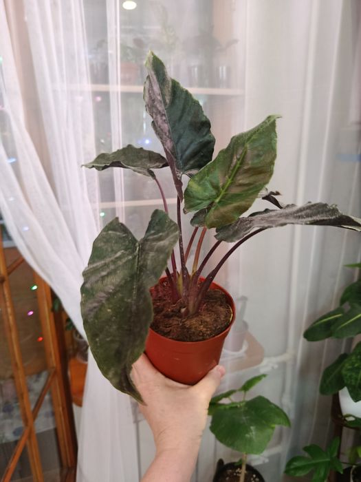 Продам  комнатные цветы