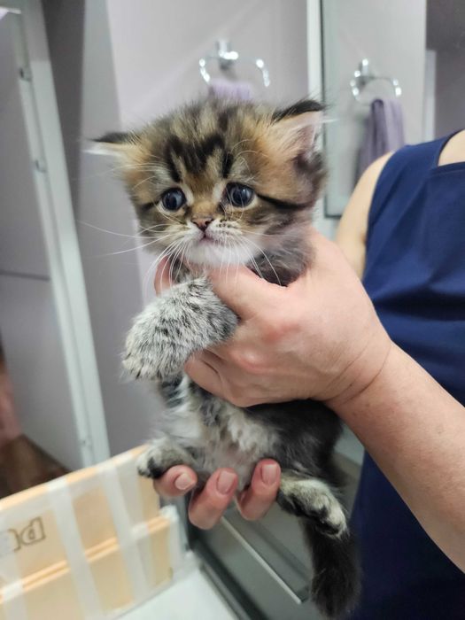 Котята британские короткошерстные