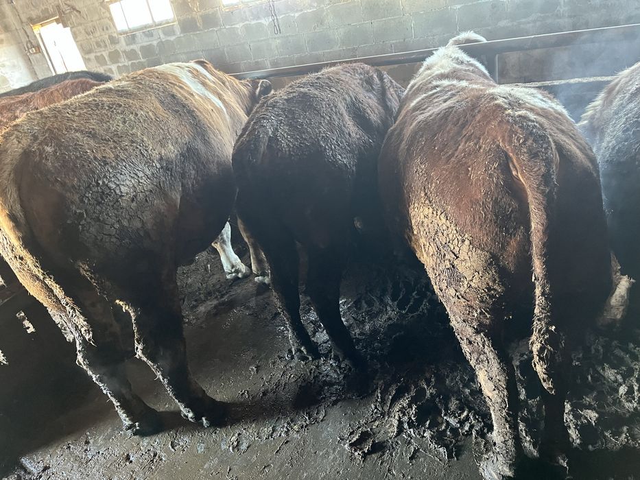 Продам бычков все пеньково