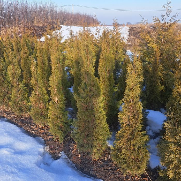 Туи,смаракт,бробан.