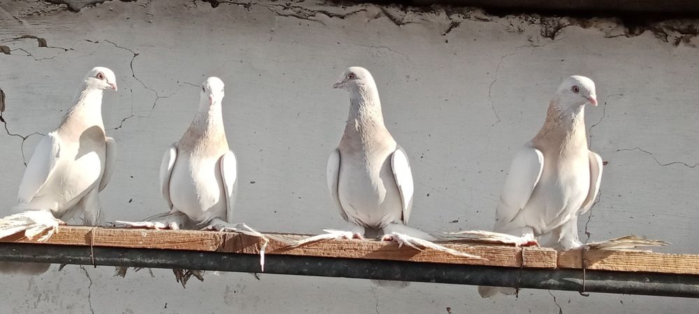 Продам голубей !