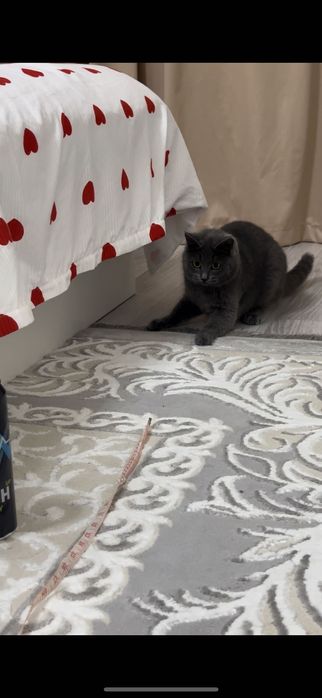 Кошка породистая