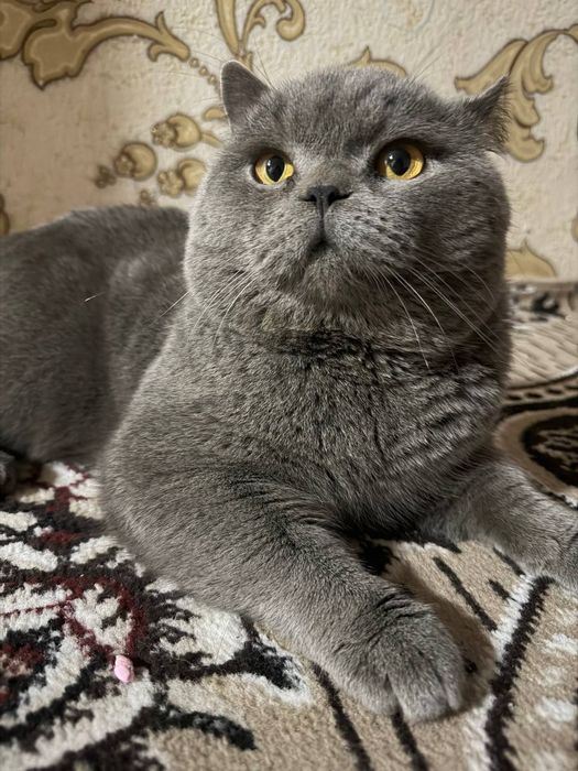 британский кот .вязка